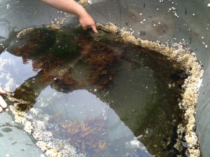 Oregon Coast Tide Pool, star fish, anemones, crabs